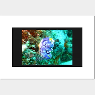 Underwater Life Posters and Art